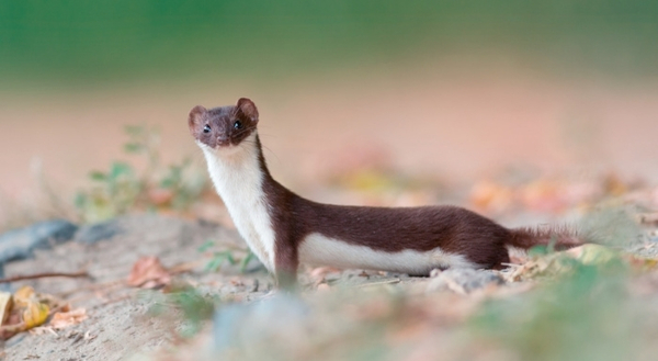 Belette d'Europe (Mustela nivalis) © Sergey Zyrhkov